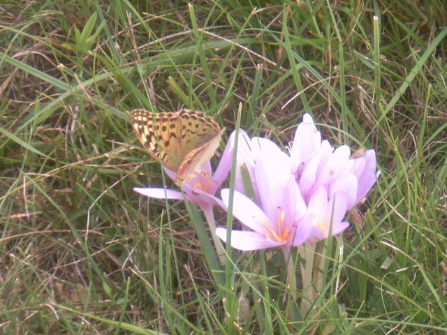 Argynnis pandora - zöldes gyöngyházlepke