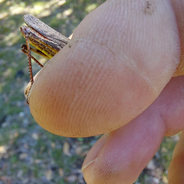Chorthippus