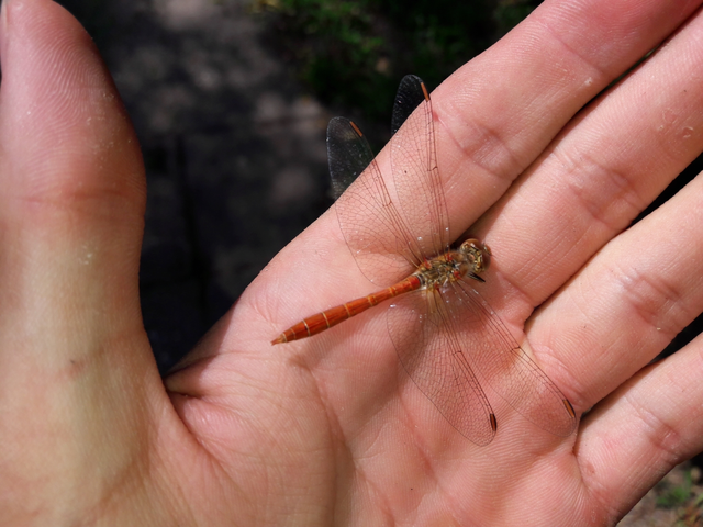 Sympetrum meridionale - fakó katona-szitakötő