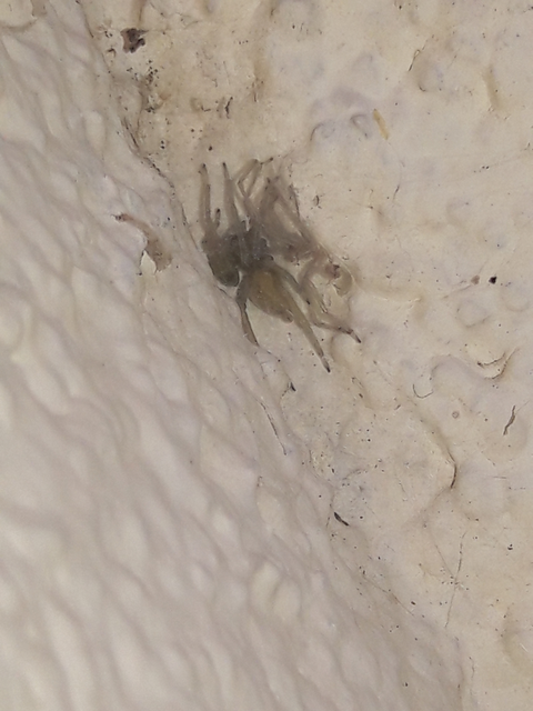Cheiracanthium