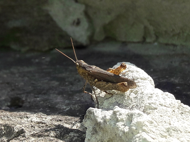 Chorthippus