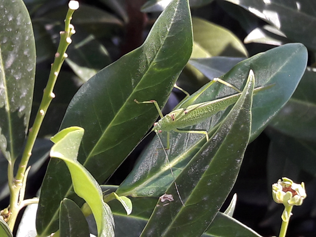 Phaneroptera