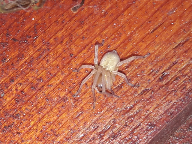 Cheiracanthium