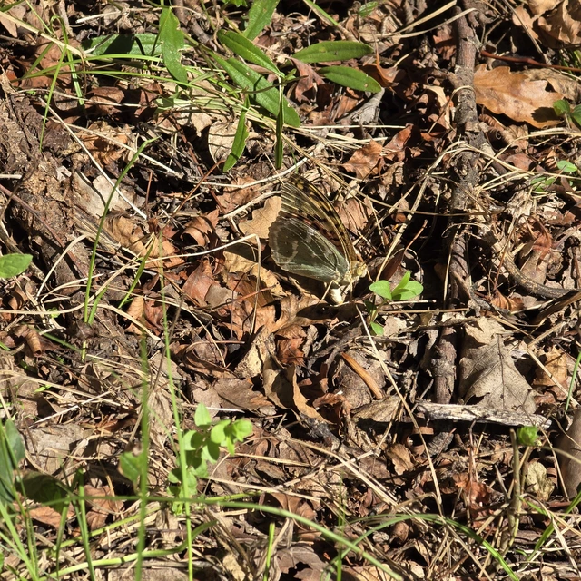 Argynnis pandora - zöldes gyöngyházlepke