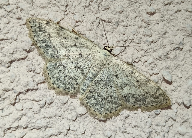 Scopula marginepunctata - pettyes sávosaraszoló