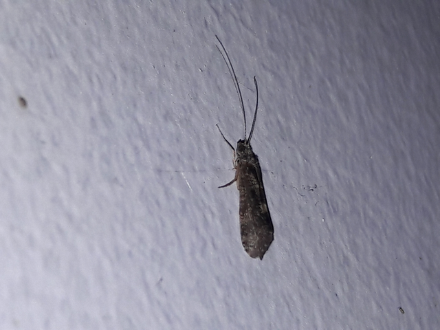 Trichoptera - Tegzesek