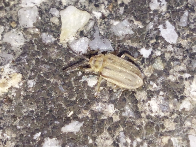 Ophraella communa - parlagfű-olajosbogár