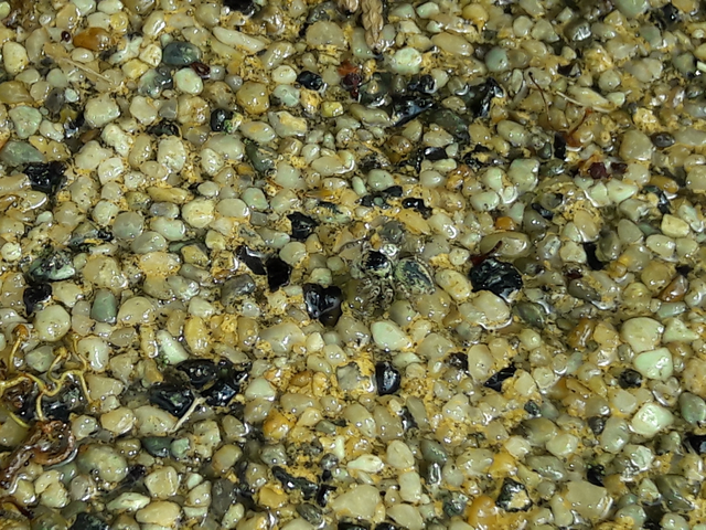Salticidae - ugrópókok