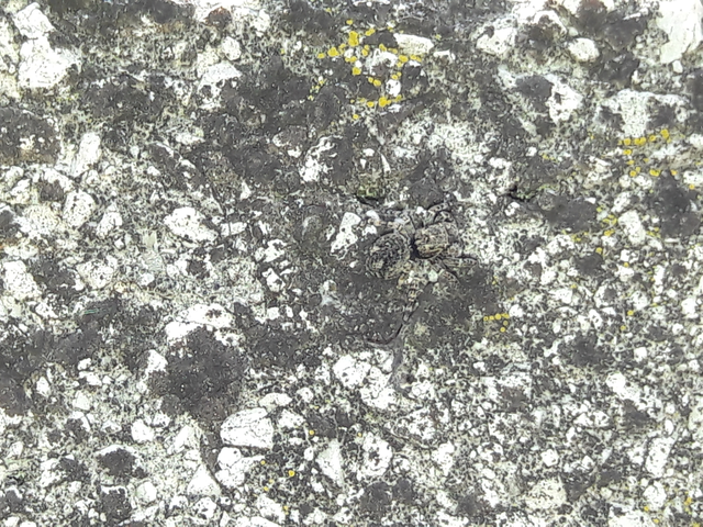 Salticidae - ugrópókok