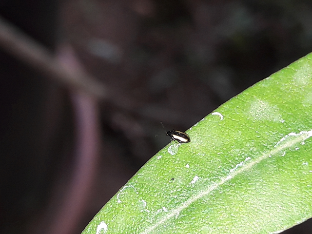 Phyllotreta