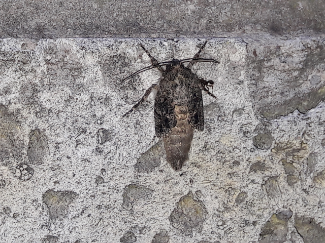 Acronicta rumicis - sóska-szigonyosbagoly Acronicta rumicis - sóska-szigonyosbagoly