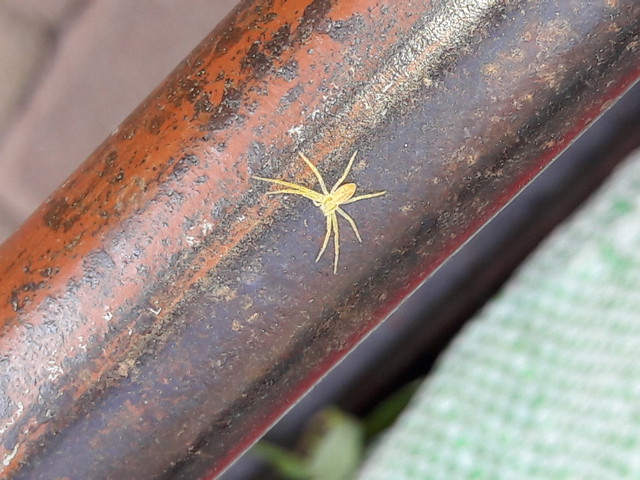 Philodromus