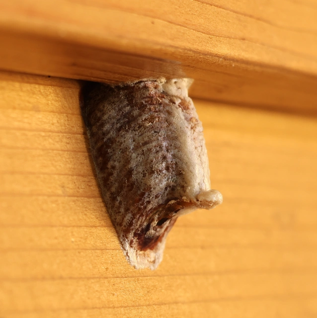 Hierodula tenuidentata - óriás ázsiai imádkozósáska