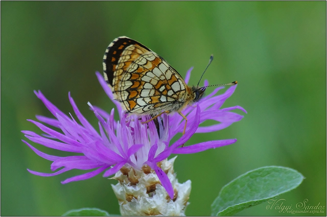 Melitaea athalia - közönséges tarkalepke