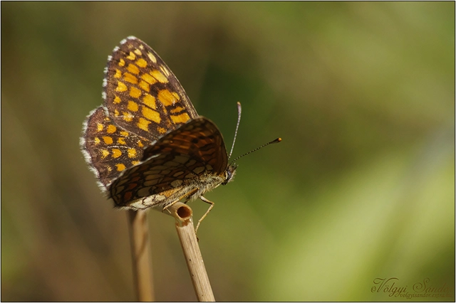 Melitaea athalia - közönséges tarkalepke