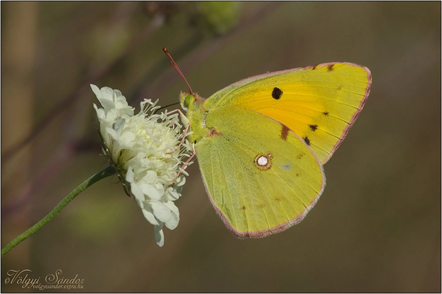 Colias croceus - sáfránylepke