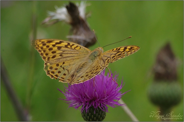 Argynnis pandora - zöldes gyöngyházlepke