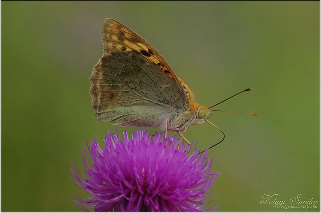 Argynnis pandora - zöldes gyöngyházlepke