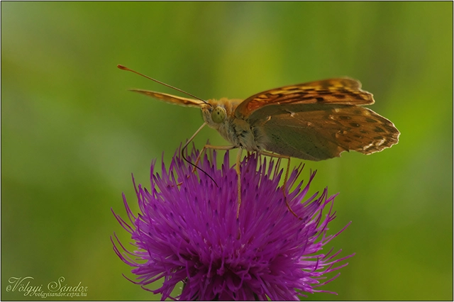 Argynnis pandora - zöldes gyöngyházlepke