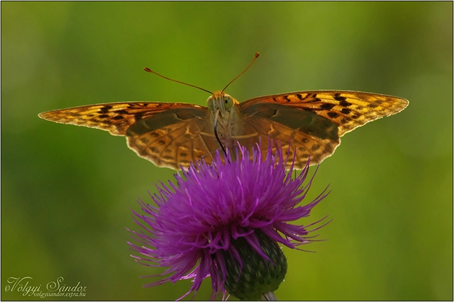 Argynnis pandora - zöldes gyöngyházlepke
