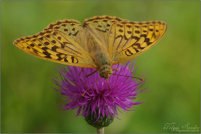 Argynnis pandora - zöldes gyöngyházlepke