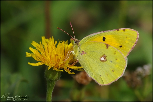 Colias croceus - sáfránylepke