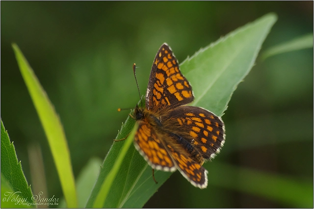 Melitaea athalia - közönséges tarkalepke