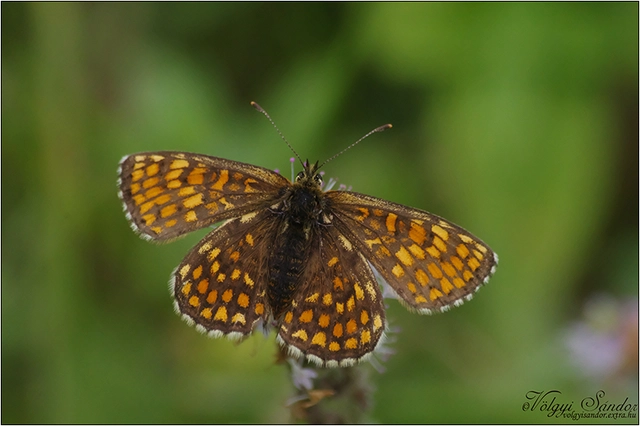 Melitaea athalia - közönséges tarkalepke