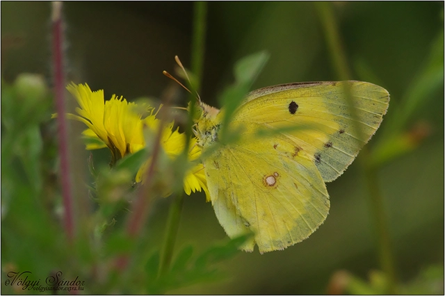 Colias erate - csángó-kéneslepke