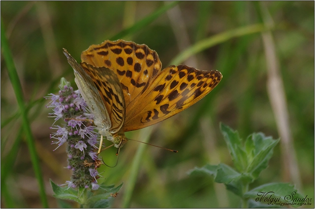 Argynnis paphia - nagy gyöngyházlepke