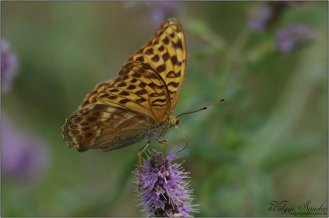 Argynnis paphia - nagy gyöngyházlepke