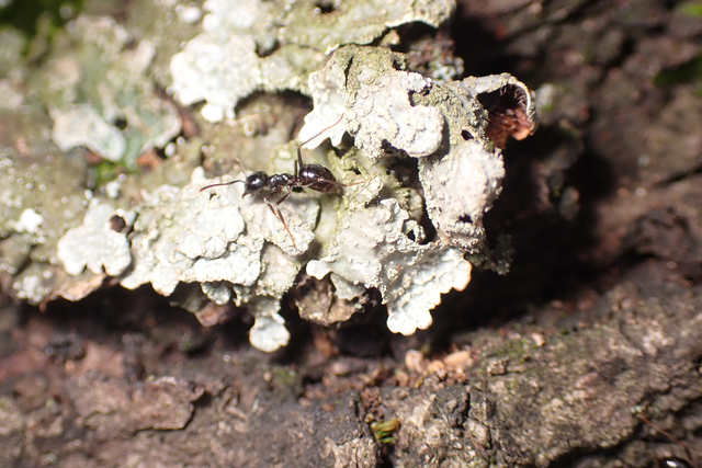Lasius fuliginosus - kartonépítő fahangya