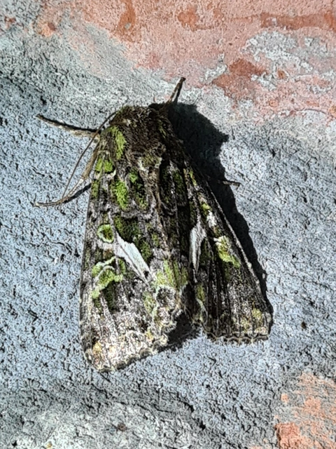 Trachea atriplicis - nyári zöldbagoly