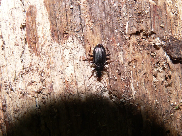 Limodromus assimilis - vöröslábú kisfutó