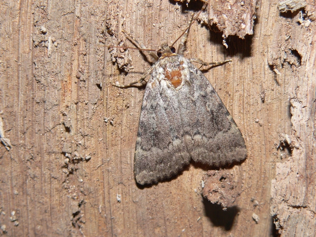 Amphipyra pyramidea - fahéjszínű bagoly