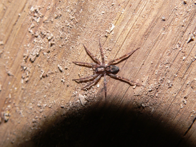 Liocranum rupicola - házaló avarpók