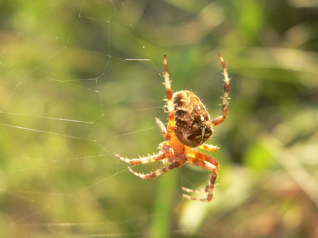 Araneus diadematus - koronás keresztespók