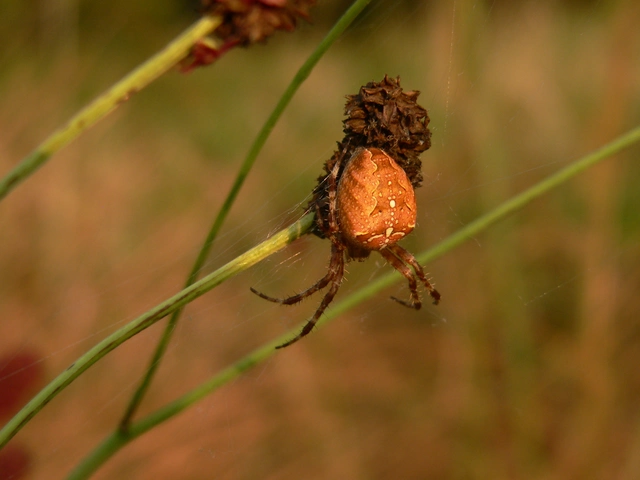 Araneus diadematus - koronás keresztespók