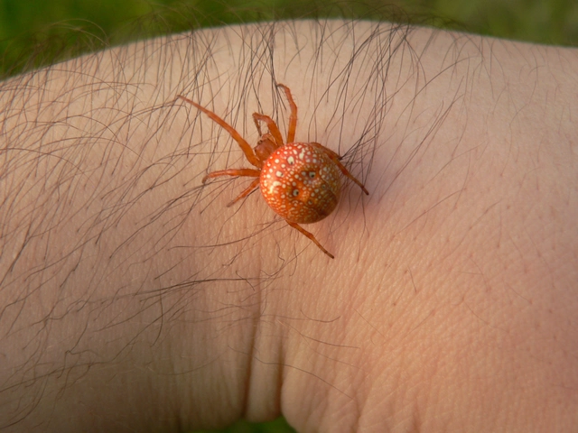 Araneus alsine - hűsölő keresztespók