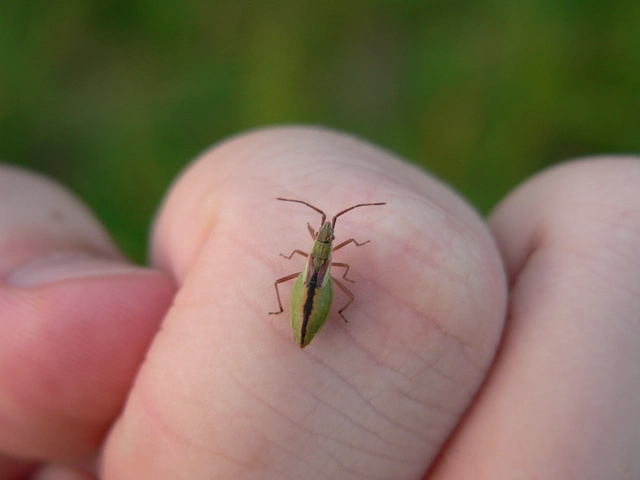 Myrmus miriformis - kurtaszárnyú karimáspoloska