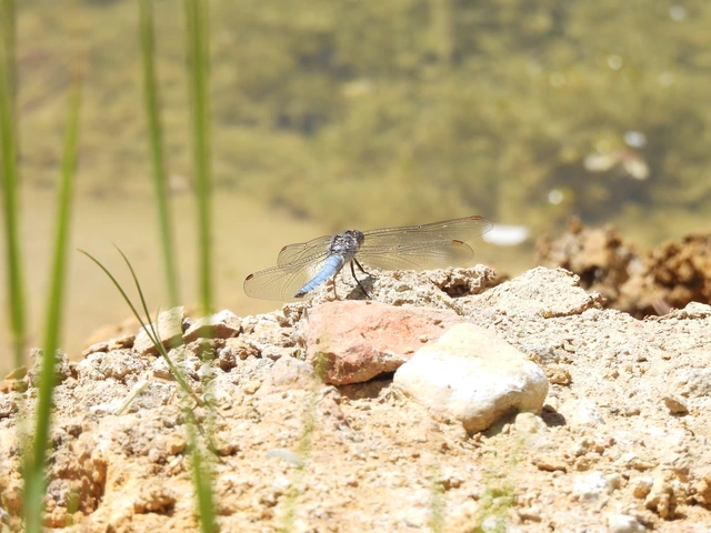 Orthetrum brunneum - pataki pásztorszitakötő