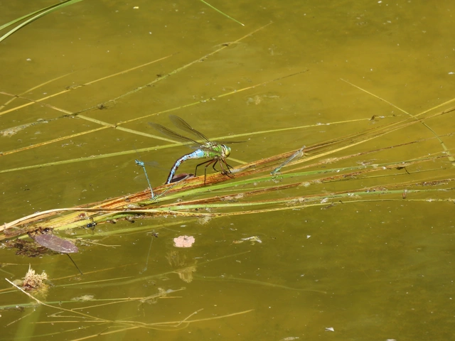 Anax imperator - zöld óriásacsa