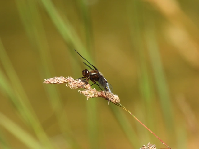 Libellula depressa - széles laposacsa