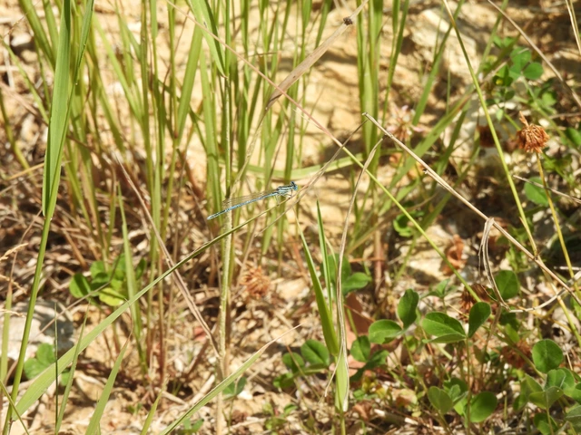 Platycnemis pennipes - széleslábú szitakötő
