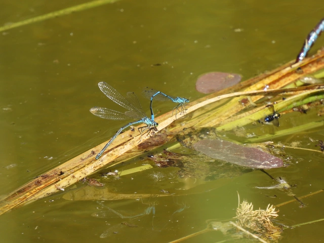 Coenagrion puella - azúrkék légivadász