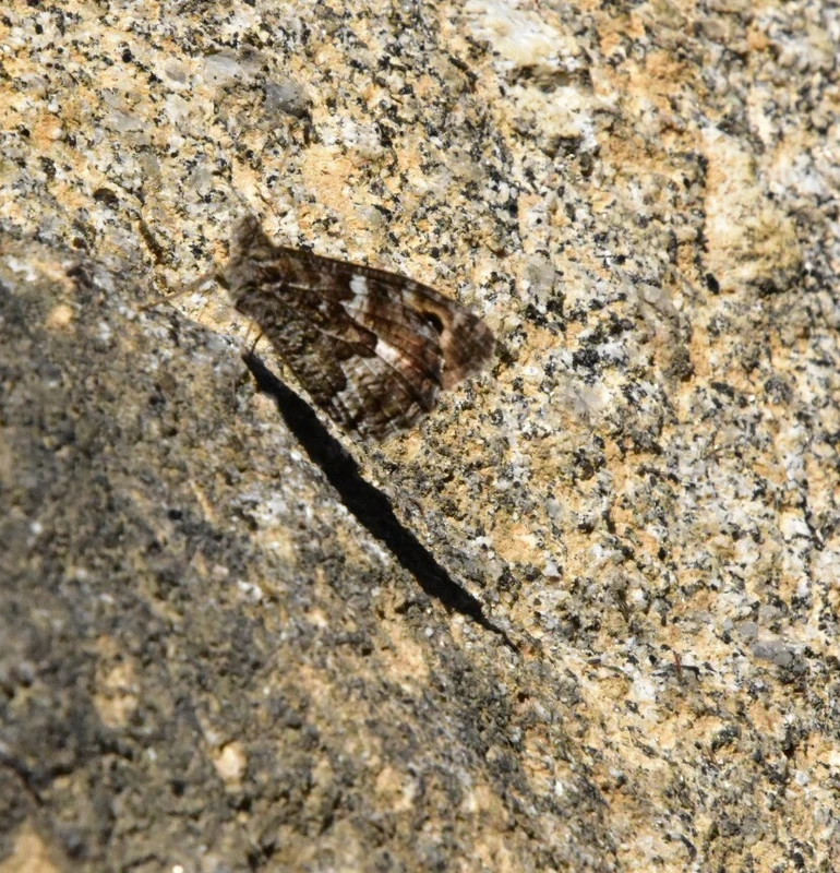 Hipparchia aristaeus