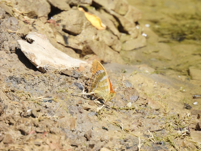 Argynnis paphia - nagy gyöngyházlepke