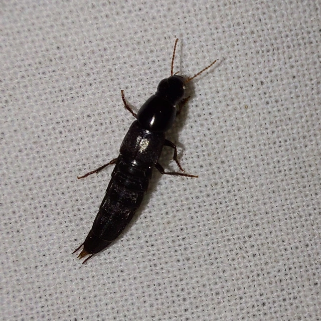 Quedius levicollis - dunántúli mohaholyva