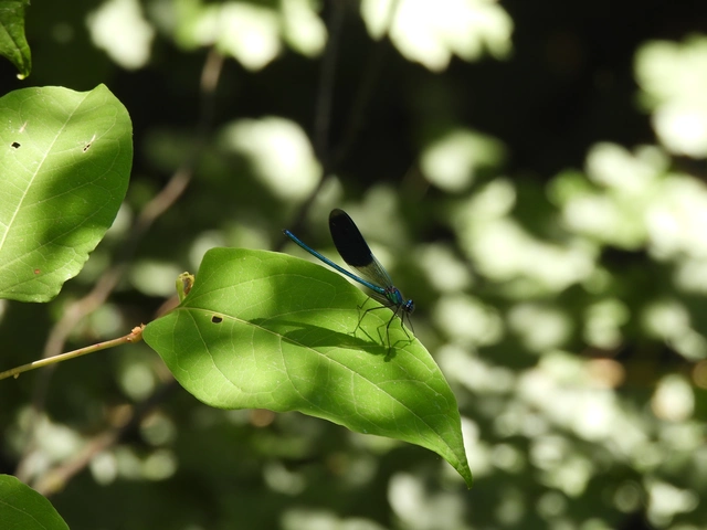 Calopteryx splendens - sávos szitakötő