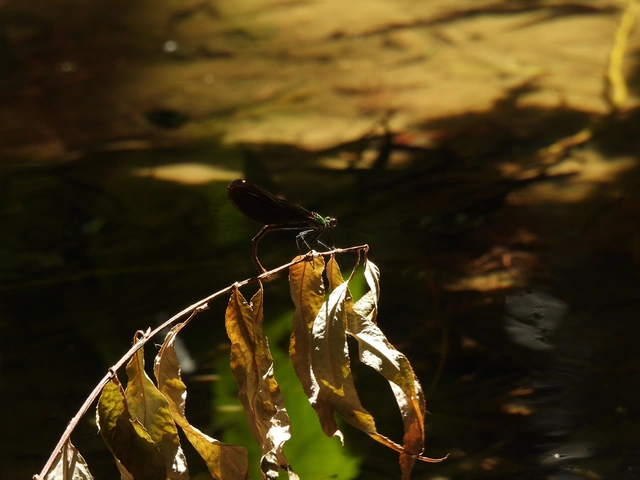 Calopteryx virgo - kisasszony-szitakötő